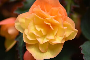 Blühende Begonie (Begonia)