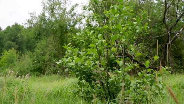 Black alder bush on a green meadow