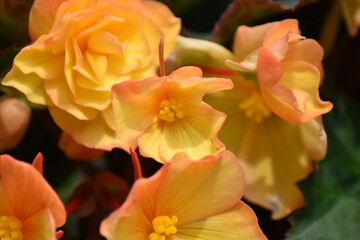 Obraz premium Blühende Begonie (Begonia)