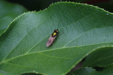 grüne Schwebfliege