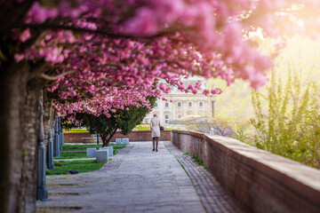 Budapest, Hungary - Blooming pink japanese cherry trees at the empty Arpad Toth Promenade (Toth Arpad Setany) at Buda Castle District on a warm, sunny spring morning with walking woman in beige coat