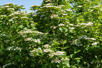 Huge inflorescences of white flowers of Guelder-rose or Viburnum opulus on background of blue sky. Kalina ordinary large, deciduous shrub. Selective focus. Nature concept for natural design.