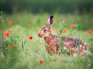 Rabbit hare in a meadow with poppys