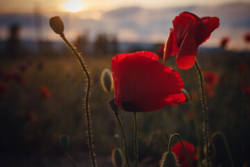 Obraz premium beautiful wild poppies at sunset in the field, close up