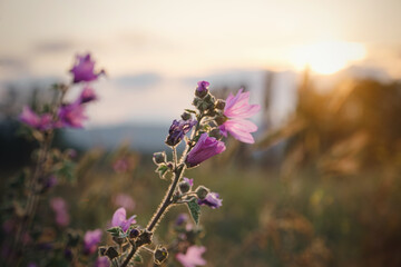 beautiful wild purple flowers at sunset, close up