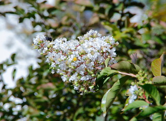 Lagerstroemia white  flowers in a garden