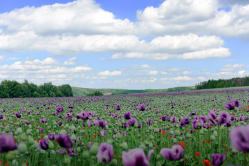 Obraz premium Amazing red or purple flowers of poppy in the field. Czech republic, Europe.