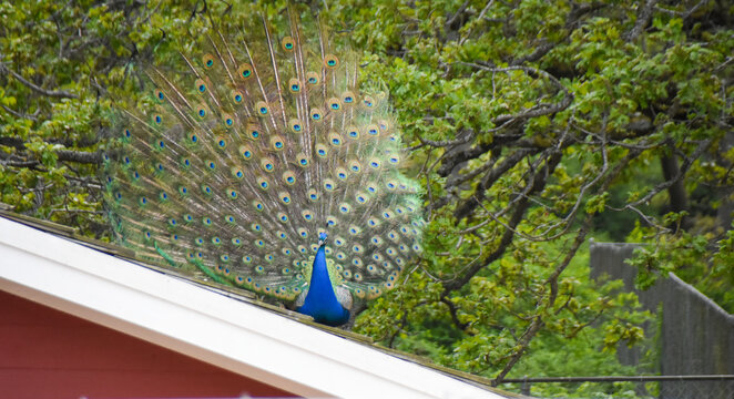 Male peecock opening its tail feather.       Victoria BC Canada
