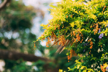 Yellow dewdrop or Pigeon Berry, fruit buds. Fruit is a small round orange shape. Flowering shrub grows as an ornamental plant in the tropics. Duranta repens. Duranta erecta. Sea buckthorn