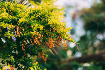 Yellow dewdrop or Pigeon Berry, fruit buds. Fruit is a small round orange shape. Flowering shrub grows as an ornamental plant in the tropics. Duranta repens. Duranta erecta. Sea buckthorn