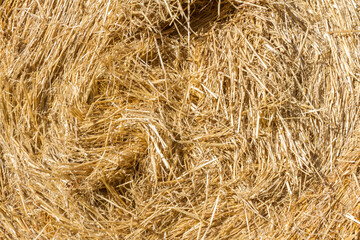 Close up. Raw   and organic dry straw bale.  Background or texture. 
