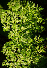 Fototapeta premium Background of beautiful green leaves at golden hour closeup.