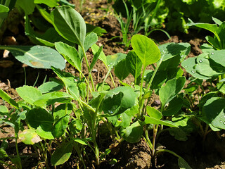 Seedlings of young cabbage with raindrops, planted in a row.