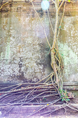 Beng Mealea Temple is a temple in the Angkor Wat style located east of the main group of temples at Angkor, Siem Reap, Cambodia.