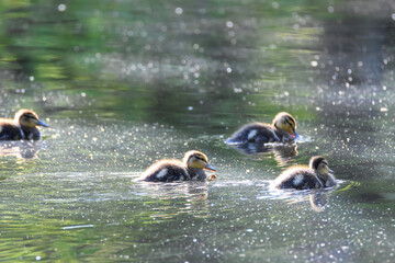 Some ducklings swimming around the lake.    Vancouver BC Canada
