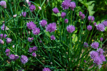 Obraz premium Blooming green onions in the home garden.