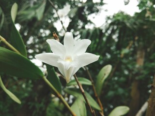 white orchid