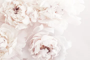 Abwaschbare Fototapete Pastellfarbene Pfingstrosen blühen als Blumenkunsthintergrund, Hochzeitsdekor und luxuriöses Branding-Design © Anneleven