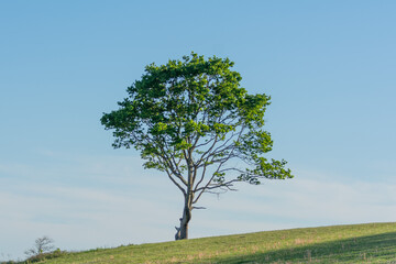 Fototapeta na wymiar lonely tree in the field