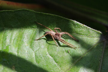 Jagdspinne hellbraun