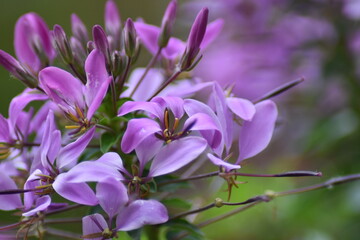 Obraz premium Blühende Spinnenblume (Cleome)