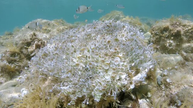 Mermaids wineglass algae underwater, Acetabularia acetabulum, with fish in background, Mediterranean sea, France