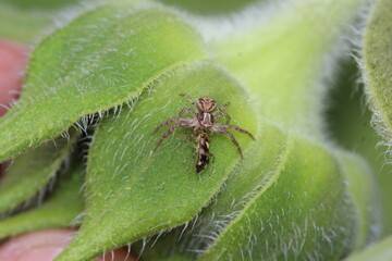 Krabbenspinne mit Beute