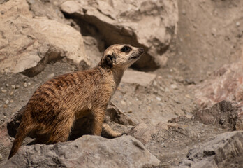 Fototapeta premium Meerkat sitting on a rock, observing the area and guarding his mates, cute suricate watching, african wildlife