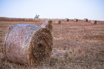 Campo agricolo e balle di fieno