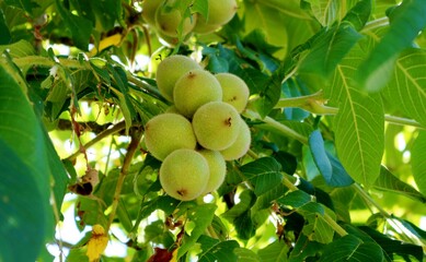 くるみの実　田舎　六月　風景