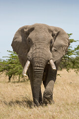 Fototapeta na wymiar African Elephant walking towards camera, Kenya