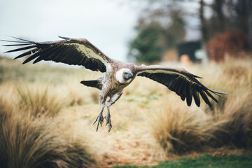 Bird in flight