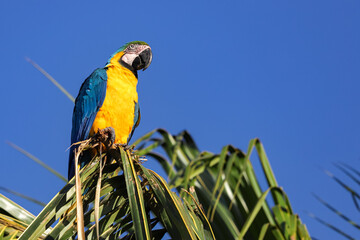 Obraz premium Canindé macaw, also known as yellow-bellied macaw, yellow and yellow macaw, blue and yellow macaw, with a marked presence in the Brazilian cerrado