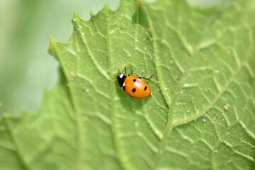 Marienkäfer (Coccinellidae)