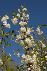 Cherry tree blossom