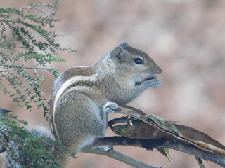 squirrel on a tree 
