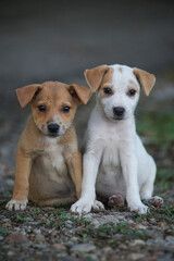 I travel to Japan  and take photo.