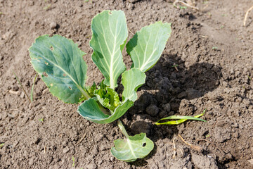 Cabbage seedling in a vegetable garden