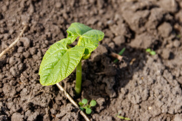 Sprout of kidney bean in a vegetable garden