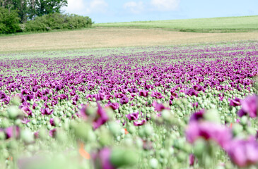 Amazing red or purple flowers of poppy in the field. Czech republic, Europe.