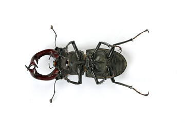 Hirschkäfer auf dem Rücken