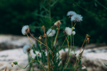 White dandelions in green foliage with blurry background of white stone. Group of blooming fluffy white dandelions. Natural green blurred spring background, selective focus. Green natural background