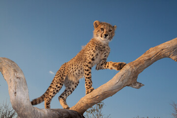 One cheetah cub standing on dead tree in the afternoon light with blue sky in the background in Kruger National Park South Africa