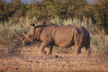 One adult male white rhino walking in the warm afternoon light in Kruger Park South Africa