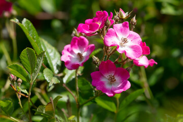 Alpen-Rose, Gebirgs-Rose (Rosa pendulina), Nordrhein-Westfalen, Deutschland, Europa