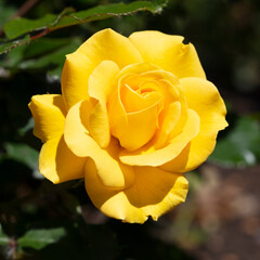 Beetrose (Rosa), Nordrhein-Westfalen, Deutschland, Europa
