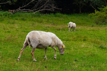 Obraz na płótnie Canvas Beautiful, cute and funny sheep outdoors, in the country, in the wild nature