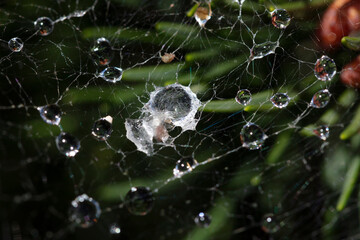 Spinnennetz mit Wassertropfen, Nordrhein-Westfalen, Deutschland, Europa