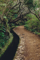 Fototapeta na wymiar Hiking to Risco waterfall and levada 25 Fontes, Madeira, Portugal