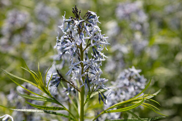 Amsonie (Amsonia), Nordrhein-Westfalen, Deutschland, Europa